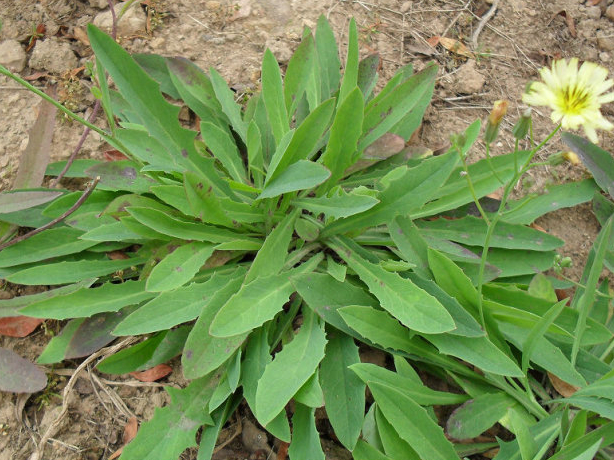 说说农村常见的苦菜