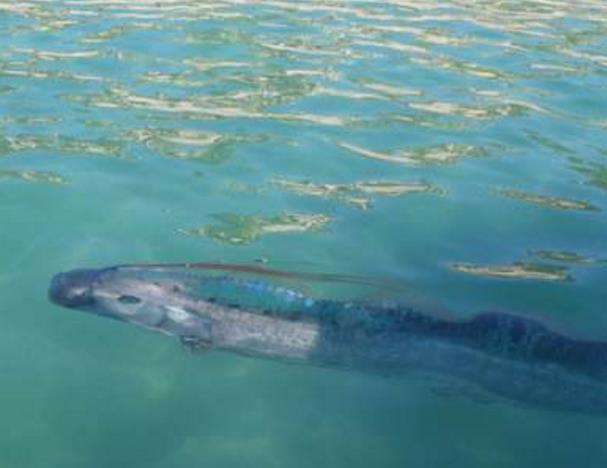 两条"地震鱼"现身日本,民众担心或出现地震海啸,有何关系|地震海啸|皇