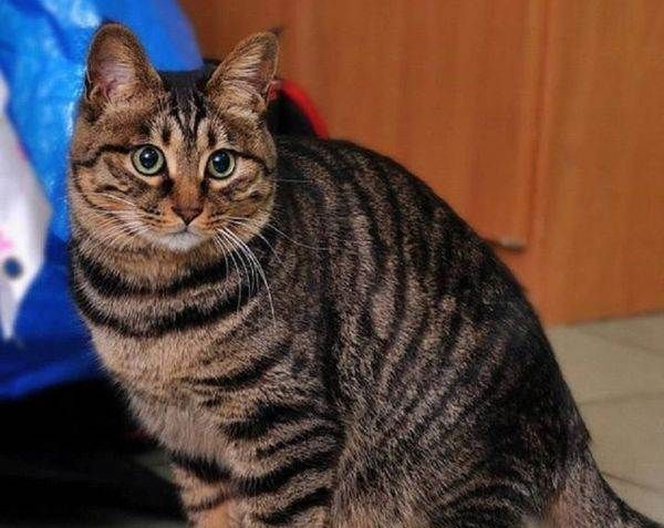 狸花猫深受大众的喜欢,它有漂亮,厚实的皮毛,健康的身体!