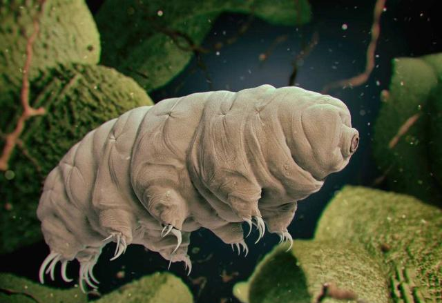 世界上生命力最顽强的动物能在外太空存活广泛分布在地球上