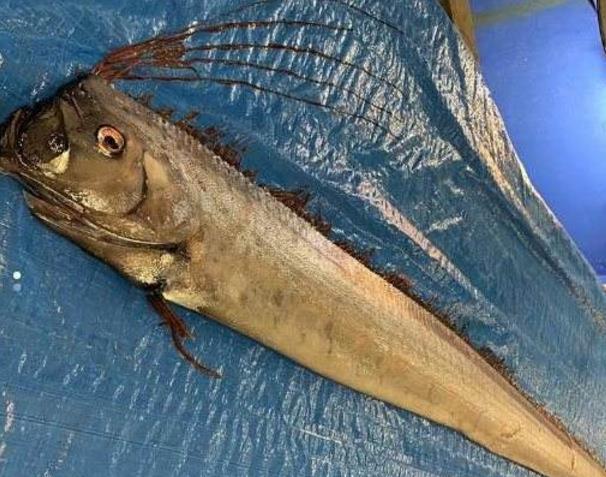 两条"地震鱼"现身日本,民众担心或出现地震海啸,有何关系|地震海啸|皇