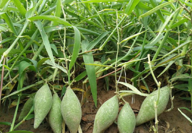 农村田边一种叫沙瓜瓢的小野瓜,长熟了就会飞,有草药之王的美称