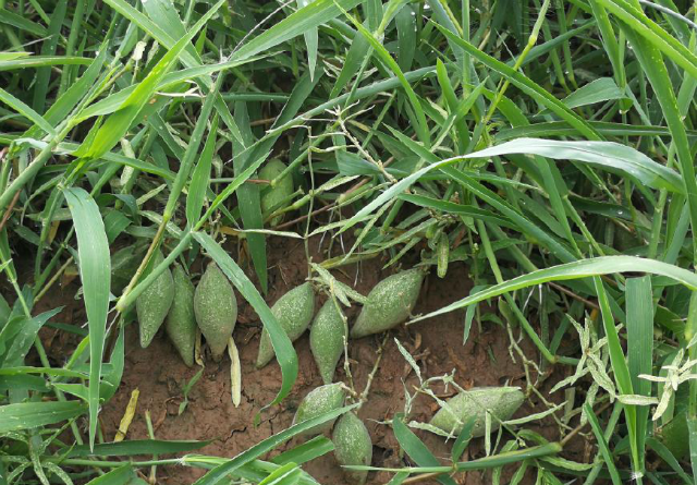 农村田边一种叫沙瓜瓢的小野瓜,长熟了就会飞,有草药之王的美称