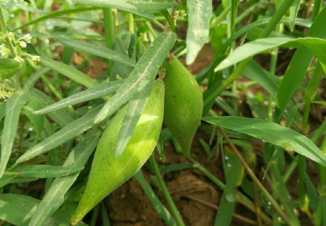 农村田边一种叫沙瓜瓢的小野瓜,长熟了就会飞,有草药之王的美称