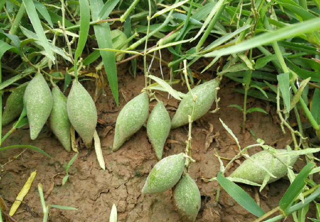 农村田边一种叫沙瓜瓢的小野瓜,长熟了就会飞,有草药之王的美称