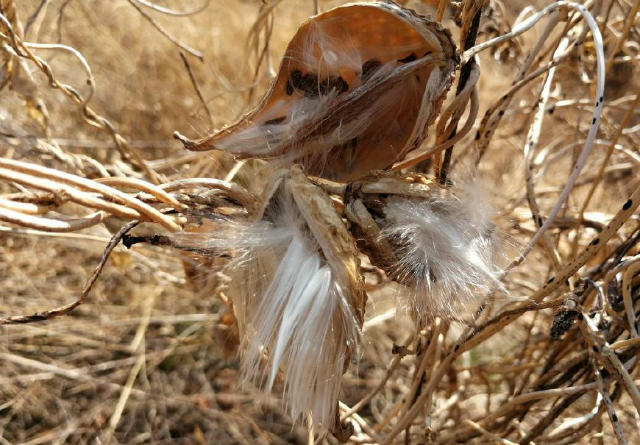 农村田边一种叫沙瓜瓢的小野瓜,长熟了就会飞,有草药之王的美称