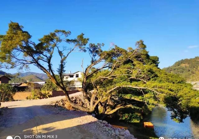 漳平市西园镇:再访基泰村