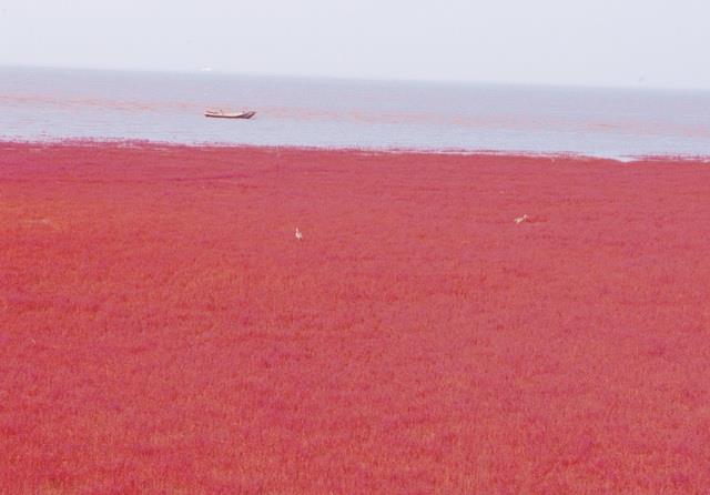 看过《红海行动》,那么你知道“红色海水”是怎样的吗?快来看看|红海潜水|红海|海水_新浪新闻