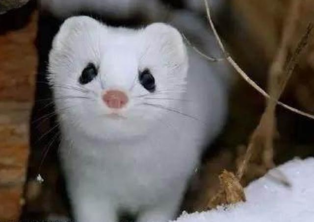 红楼梦中的服饰银鼠坎肩是什么动物杨妃色又是什么颜色