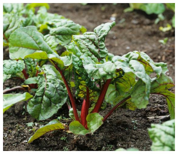 农村常见的一种蔬菜人称猪婆菜味道鲜美价值高