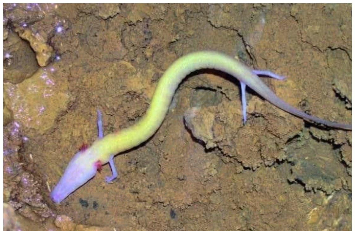 洞螈动物好像动画片中的龙,它的肤色很婴儿,萌萌哒