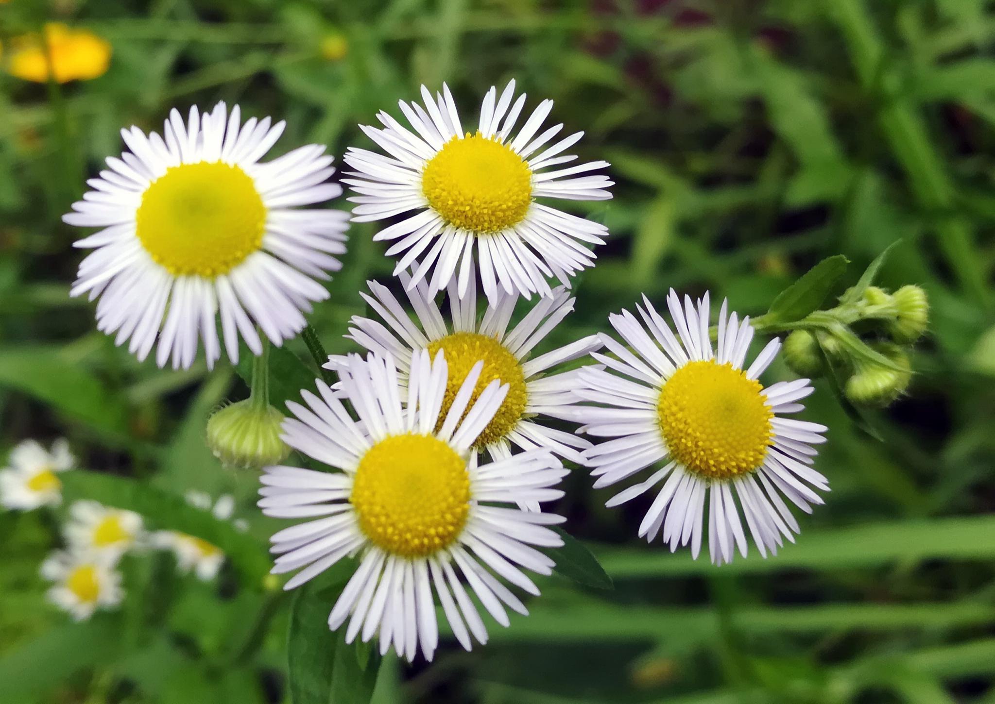 湖南衡阳:没想到这种路边常见的野花名叫姬女苑|齿龈炎|衡阳|黄白