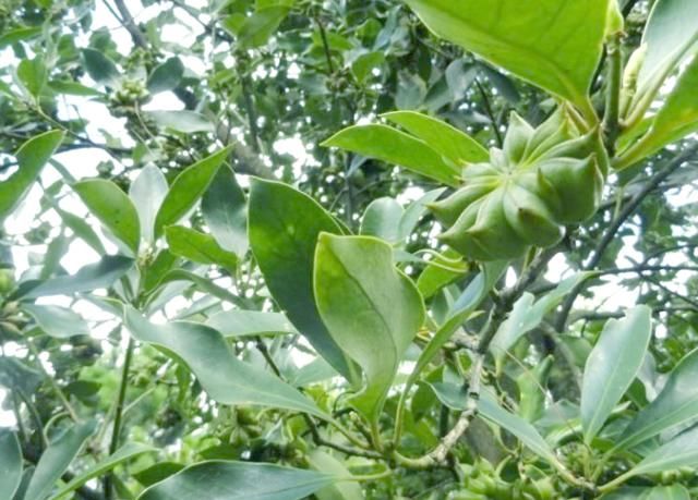 常见的八角味道醇香,用途广泛,记好这一点有助于辨别