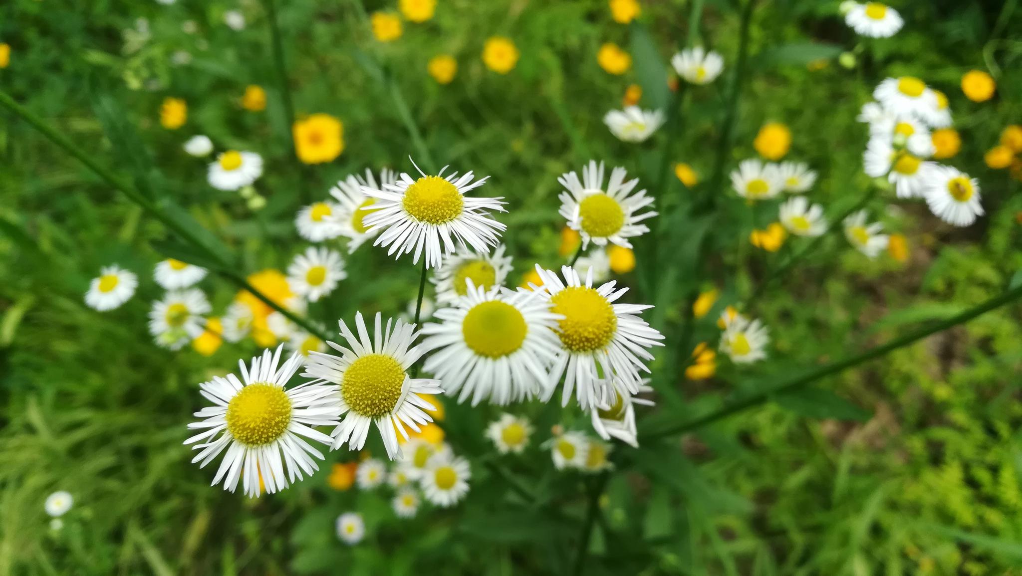 湖南衡阳:没想到这种路边常见的野花名叫姬女苑|齿龈炎|衡阳|黄白