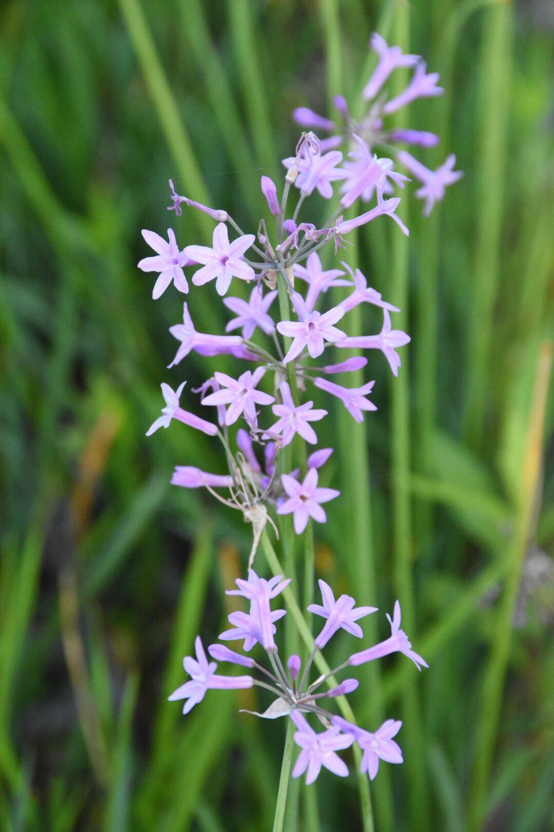 花语铭记在心的浪漫紫娇花21图