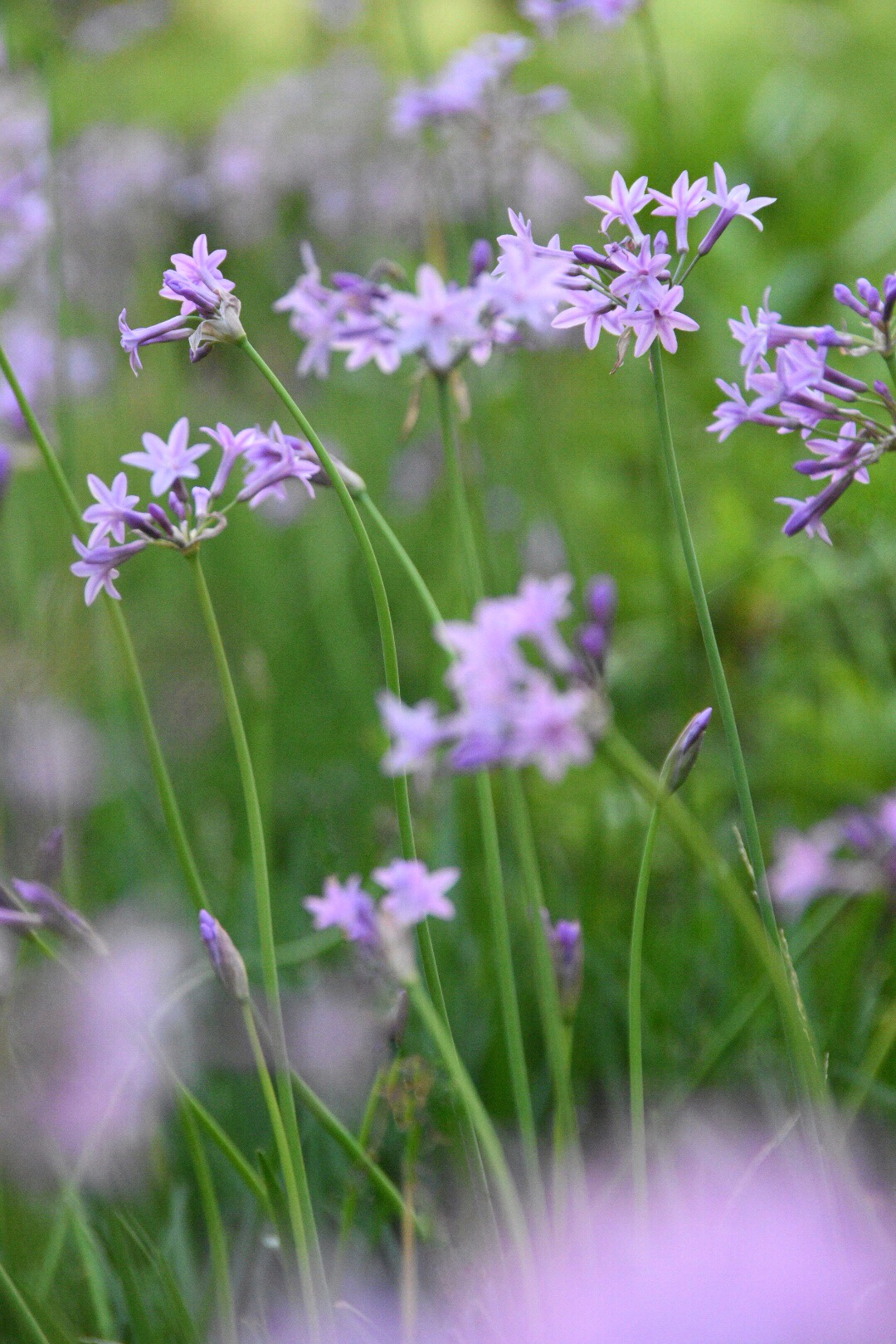 花语铭记在心的浪漫紫娇花(21图)