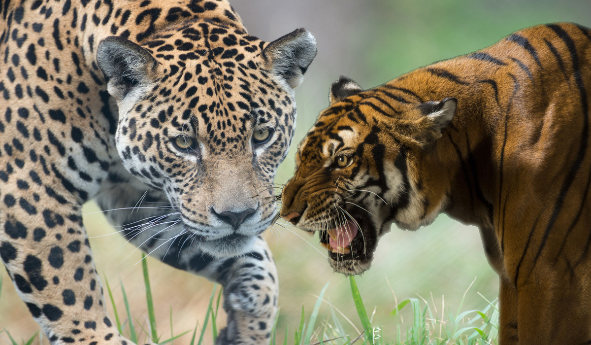 从综合两人的实力和格局上看美洲豹有怕是打得赢华南虎吗