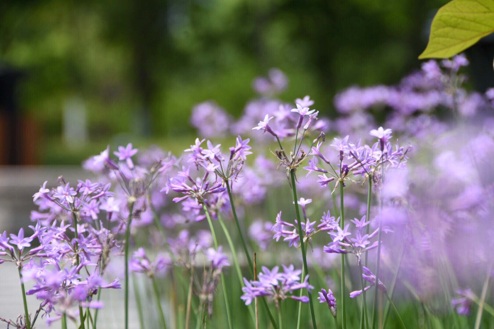 紫萱花的花语是什么图片