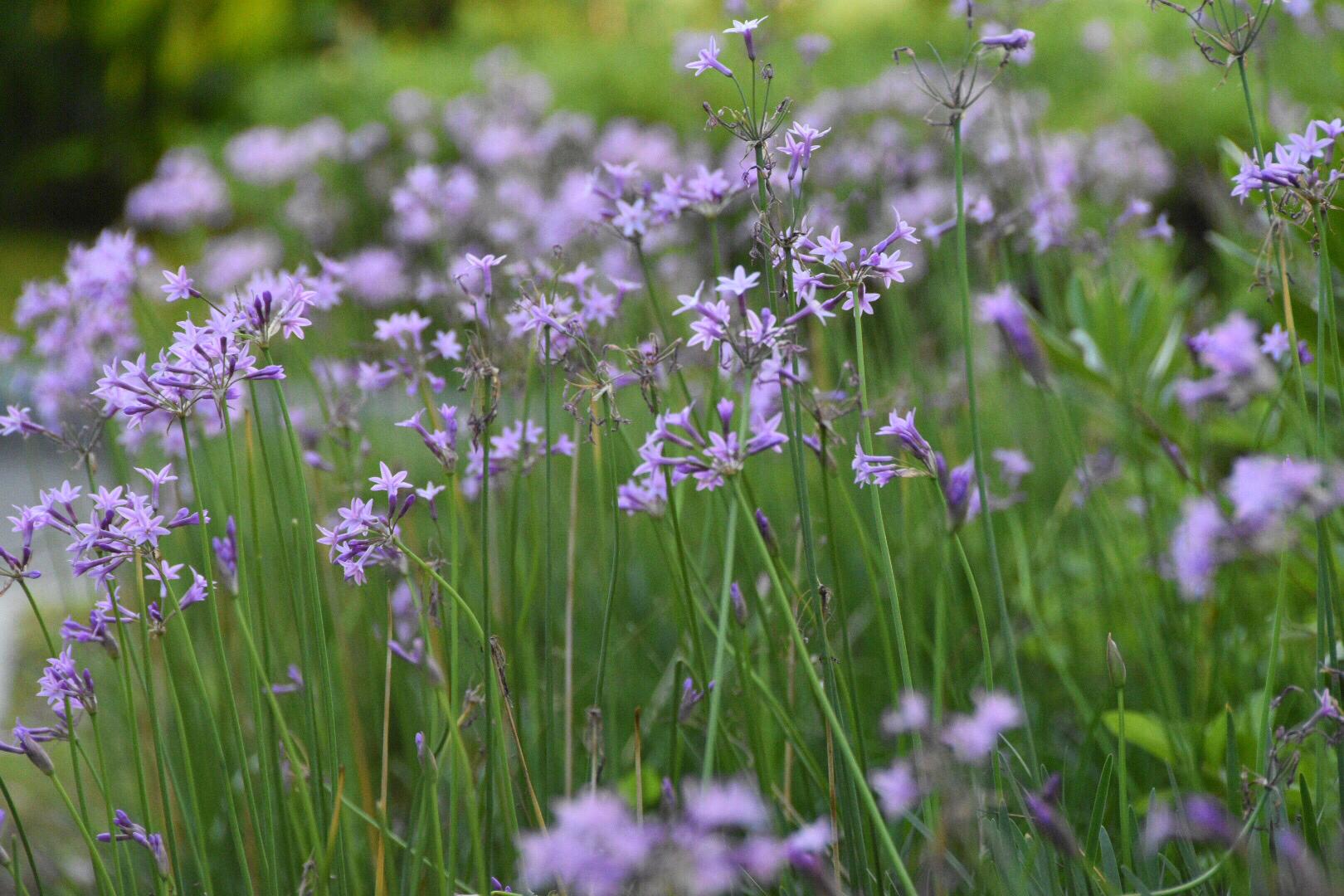 花语铭记在心的浪漫紫娇花(21图)