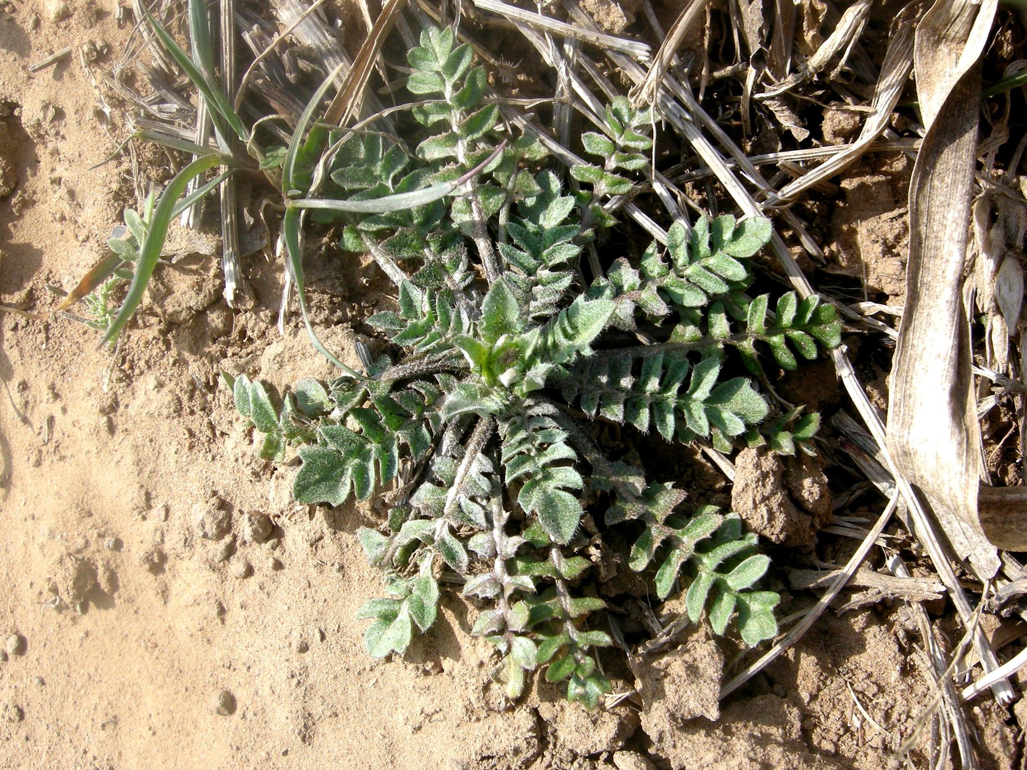 图一:荠,荠属与其它乱七八糟的野菜相比,荠菜的优势在于味美无毒.