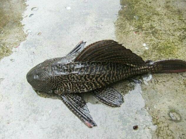 外来物种入侵国内,面对这条鱼,吃货们敢去消灭吗?