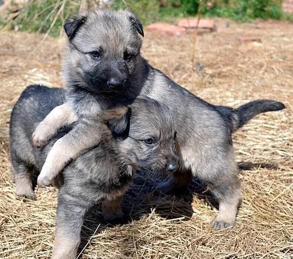 在你挑选昆明犬幼犬外貌时,你应掌握这些常识
