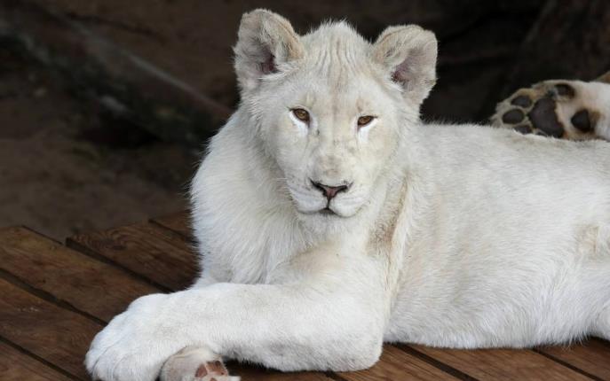 4只非常罕见的,白化动物,这些动物你都见过吗?