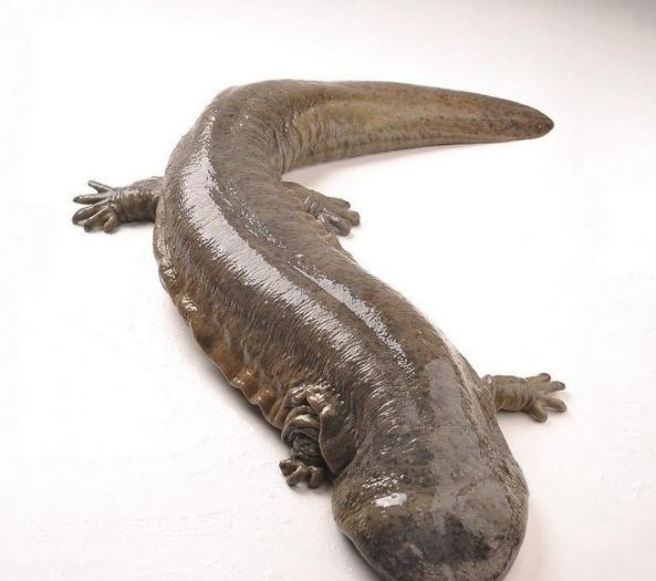 厨师长王刚教大家红烧娃娃鱼的做法,为何部分网友却不买账呢?|娃娃鱼