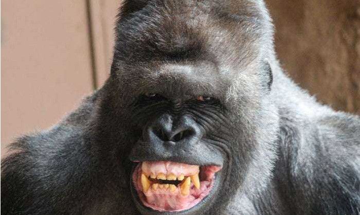 黑猩猩对你笑并不是高兴而是另有含义