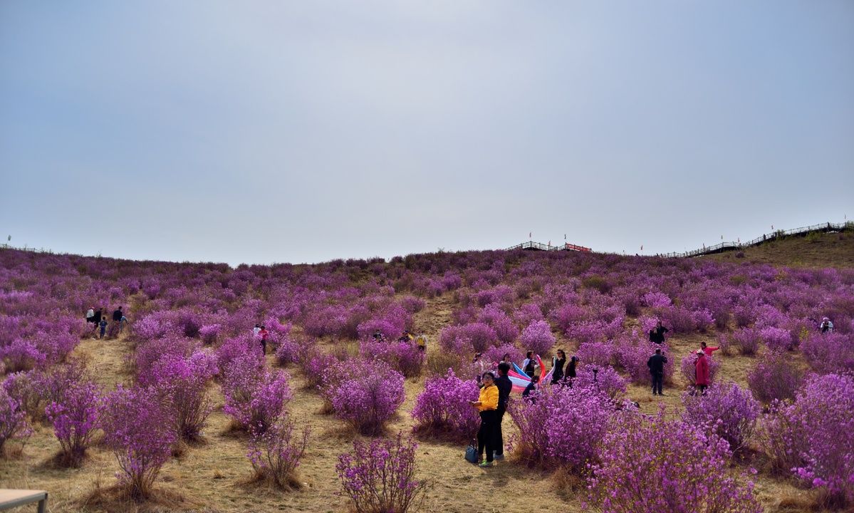 扎兰屯翠屏山的杜鹃花
