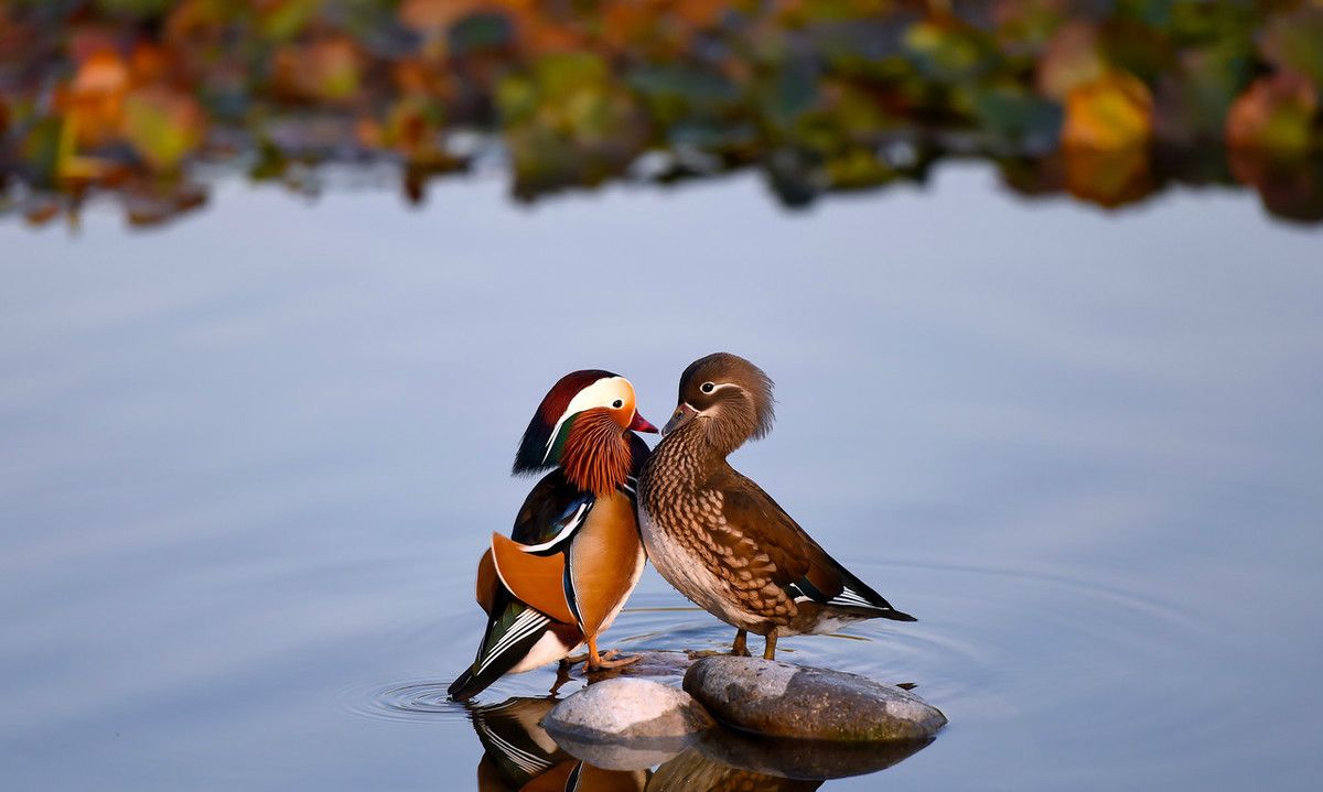 北京玉渊潭公园有很多鸳鸯,恩爱有加,很有意思