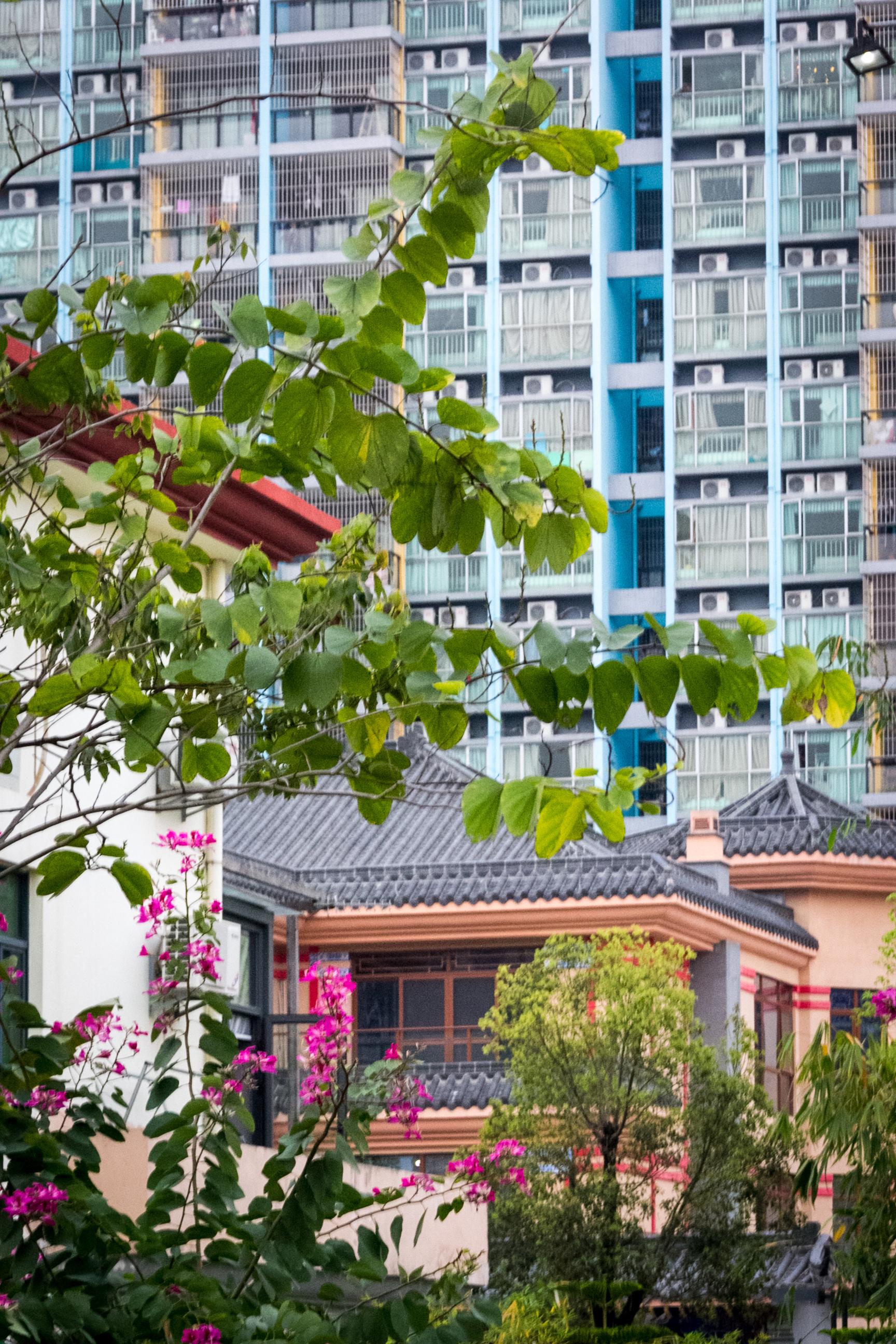 深圳城中村逸秀新村密集不堪的农民房中藏有大院豪宅