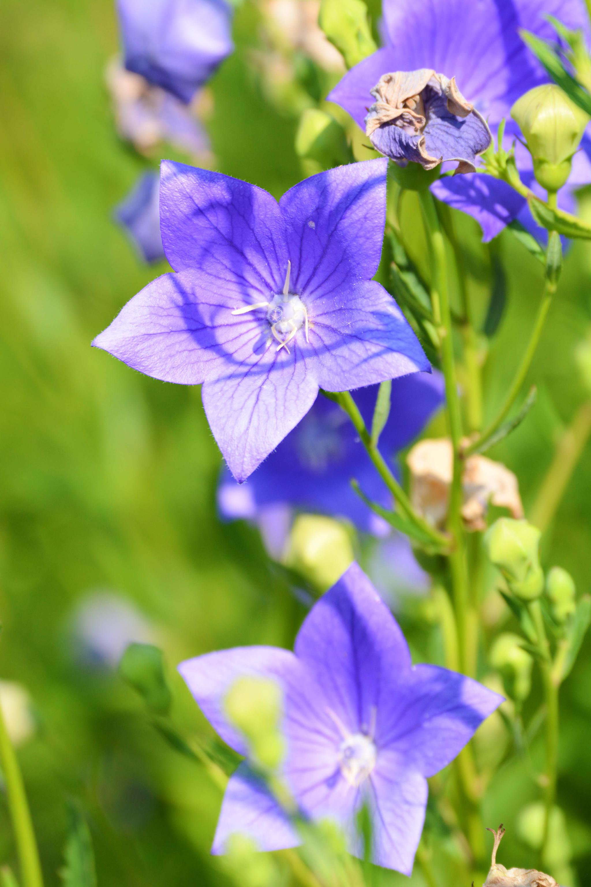 再来一组桔梗花原创摄影