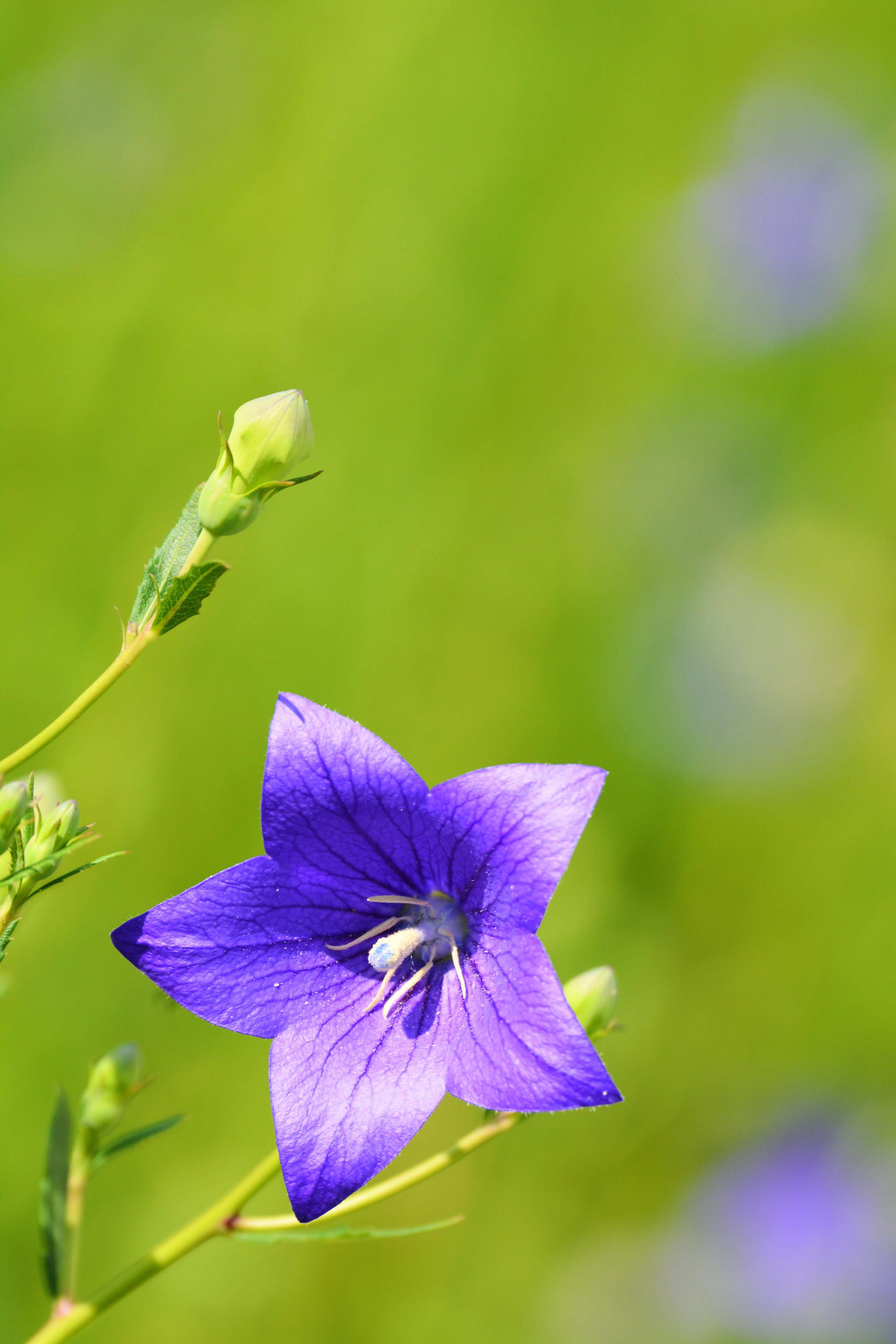 再来一组桔梗花原创摄影