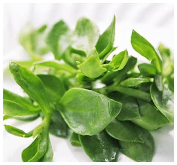 从前不值钱的鹿舌菜乡民都是拿来充饥现在城里人抢着要