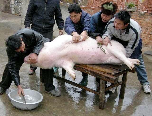 农村人杀猪 为什么最后要给它吹气 有什么用意吗 农村人杀猪 为什么最后要给它吹气 有什么用意吗