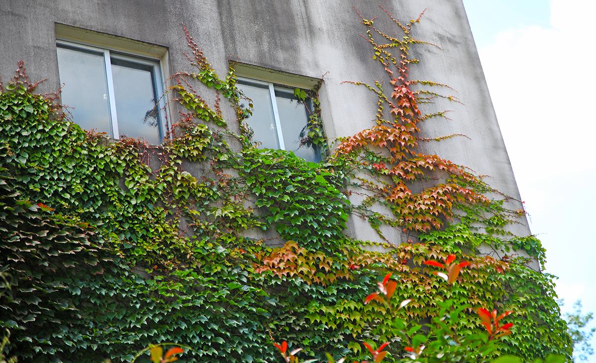 爬山虎城市夏季墙外的一道风景