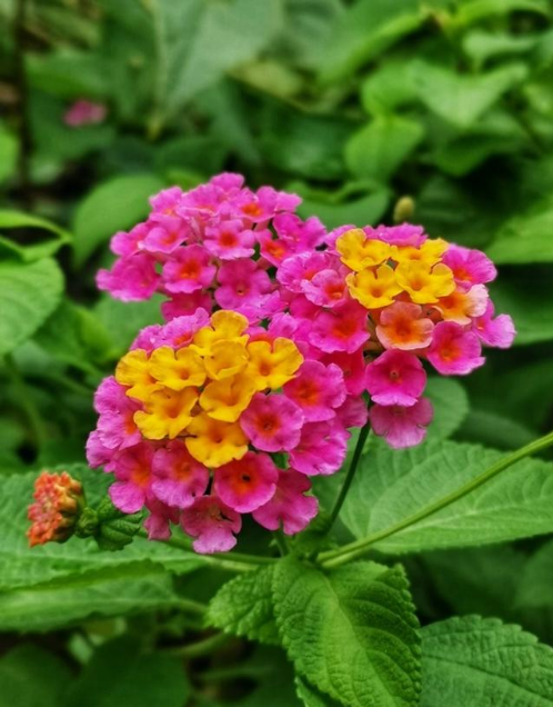 五色梅的花语开朗活泼五色梅的功效与作用 性味味苦微甘性凉有毒归经