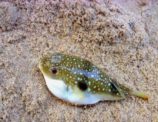 河豚|剧毒|钓友_新浪新闻