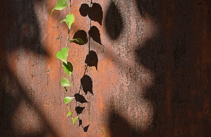 树影斑驳的古墙上,开出一枝枝小白花来