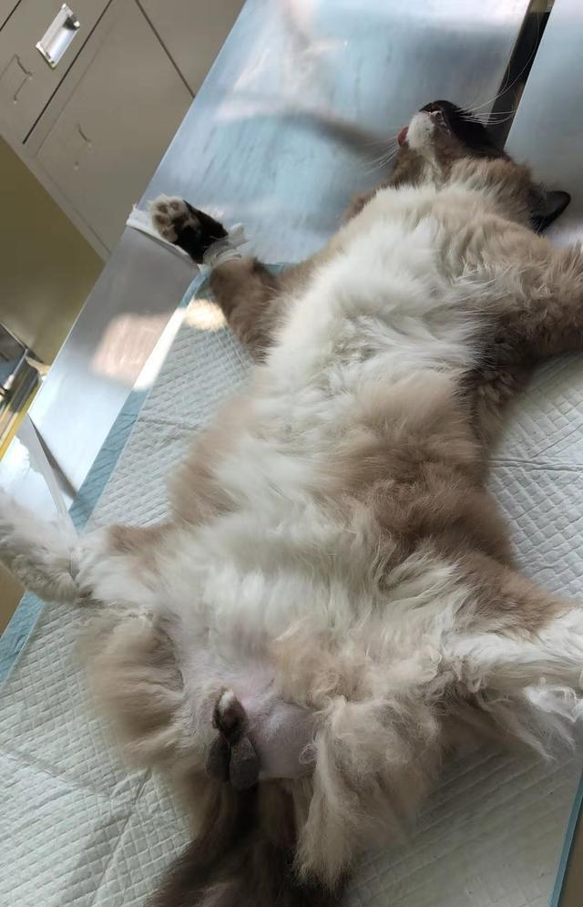 有文章提到“以蚊治蚊”技术，其中涉及“沃尔巴克氏体”“绝育雄蚊”等专业词汇，用秒词邦学习能行吗？