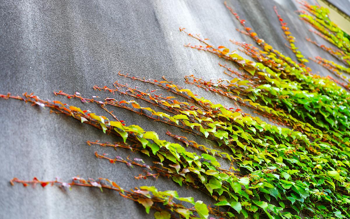 爬山虎——城市夏季墙外的一道风景|爬山虎|枝叶|藤蔓_新浪新闻