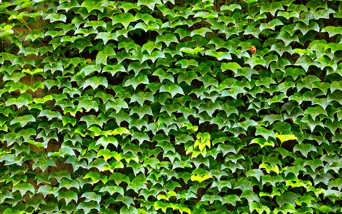 爬山虎——城市夏季墙外的一道风景|爬山虎|枝叶|藤蔓_新浪新闻