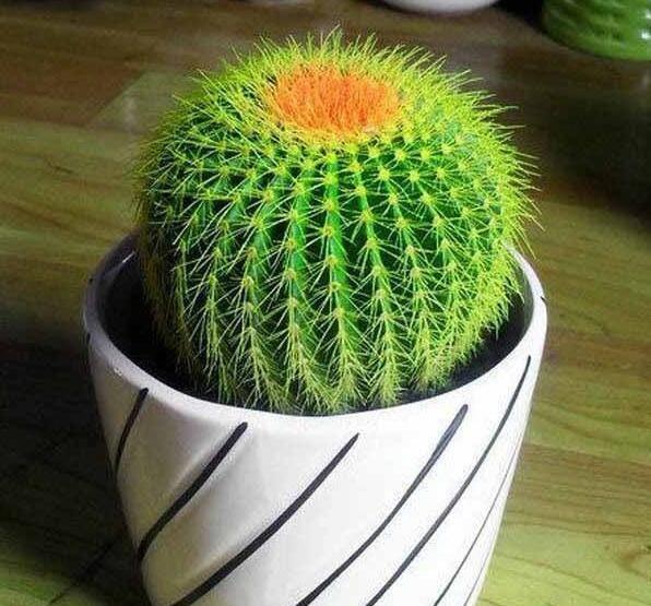 仙人掌为什么不用浇水,是否真的如大家所说不用浇水呢?