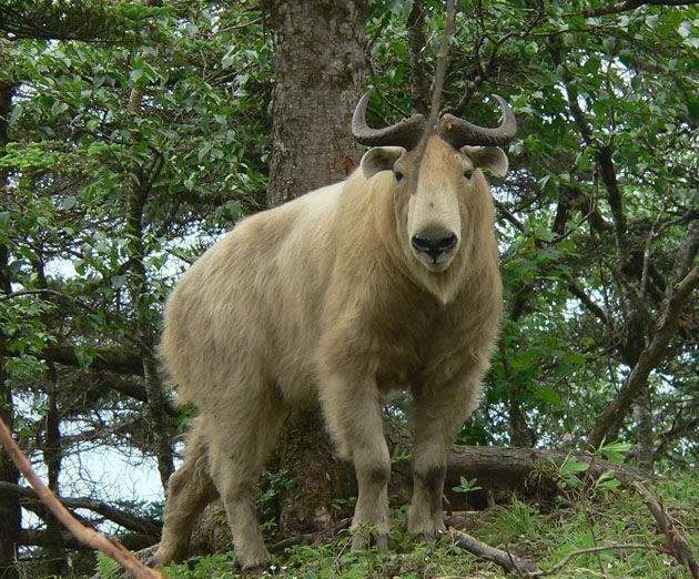 高黎贡山现一羚牛,头如马角如鹿,会啃石头,出现敌情凶猛前冲!