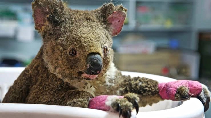 澳大利亚森林大火越烧越旺,上千只考拉葬身火海,太惨