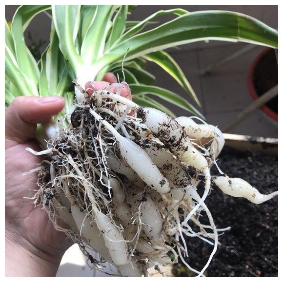 吊兰的根长得似萝卜一样,是不是根瘤?要不要剪掉?