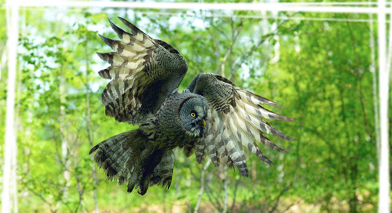 野生生物乌林鸮图片桌面壁纸 高清图集 新浪网