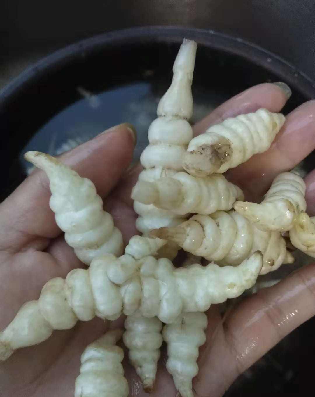 外形像螺丝,吃起来口感好营养丰富的螺丝菜,这样种会更好