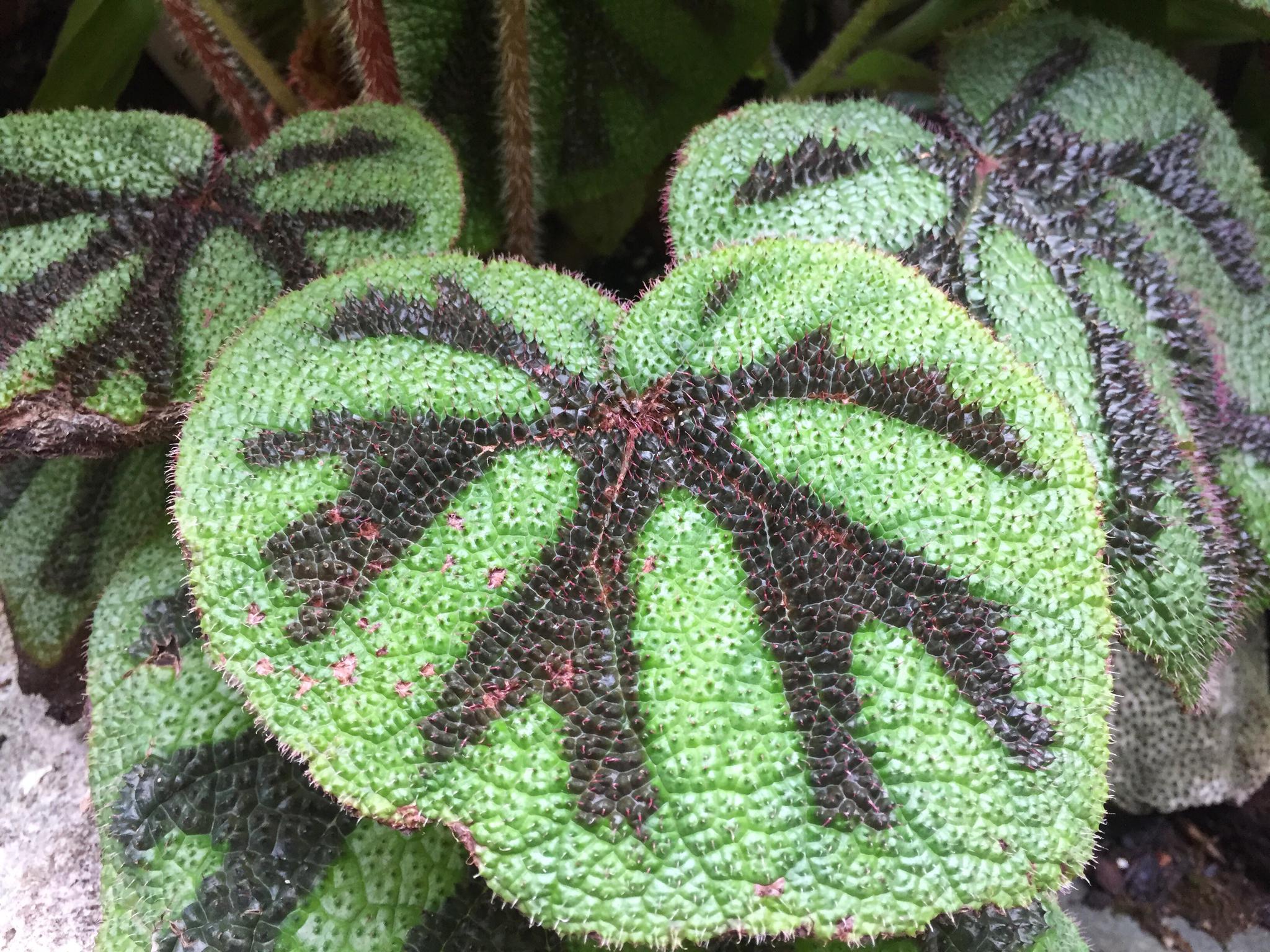 铁十字秋海棠(手机原创)